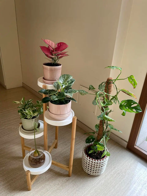 Bamboo plant stand holding flowering plants at four heights