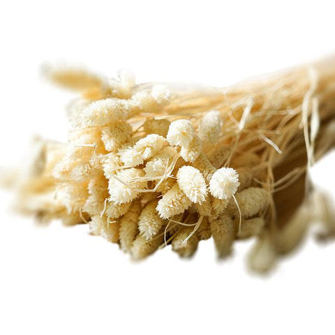 Pure Dried Gem Grass Flower Bunch-Hombe