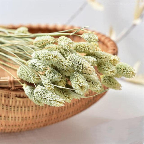 Pure Dried Gem Grass Flower Bunch-Hombe